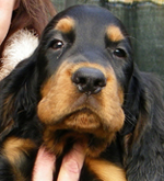 Lu